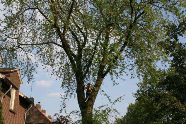 bomen rooien berkenboom